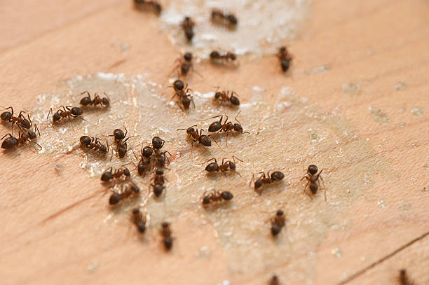 Best Pest Prevention Services  in Lancaster, KY